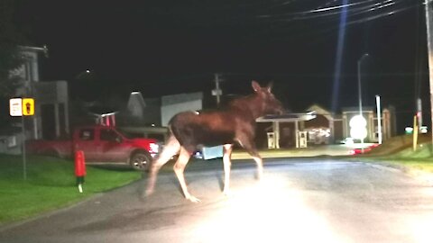 Orignal Saint-Georges 17-09-2020