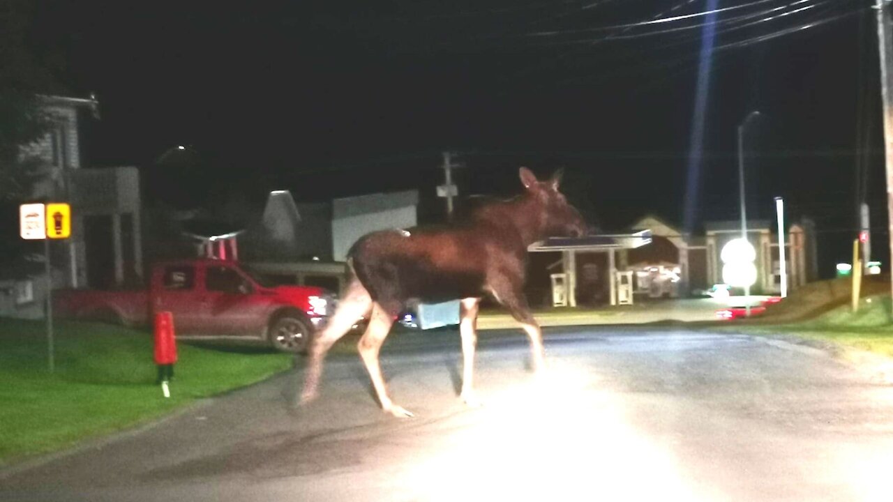 Orignal Saint-Georges 17-09-2020