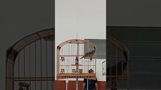 Trinca ferro jogo sujo do meu amigo Joares uma máquina de canto #gratidão #passaros #trincaferro