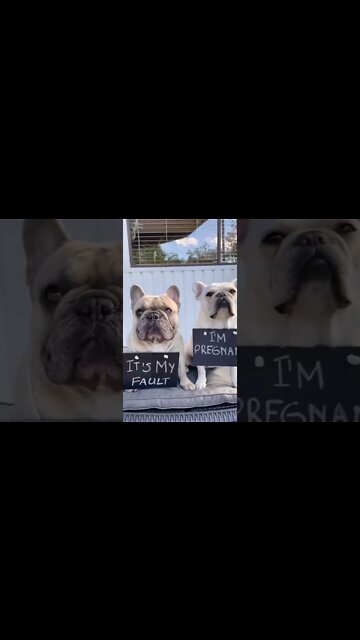 I’m Expecting Puppies 🐶