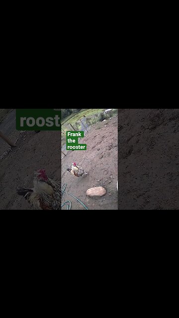 My beautiful rooster Frank