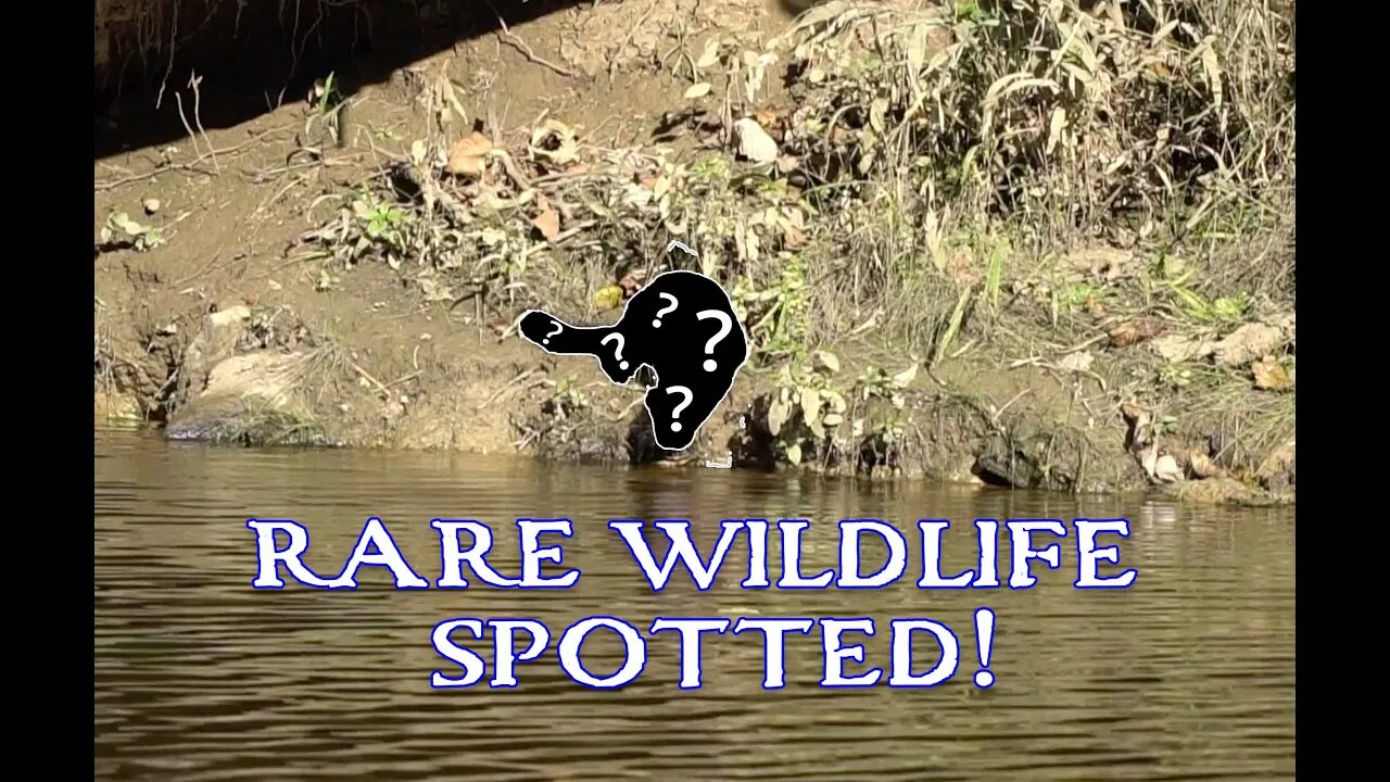 Creek and river fishing in Ohio - RARE ANIMAL SPOTTED!