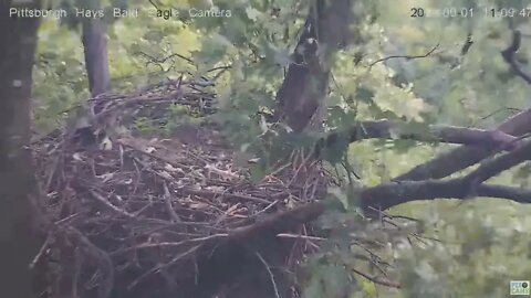 Hays Eagles nest closeup 2021 09 01 11:10AM