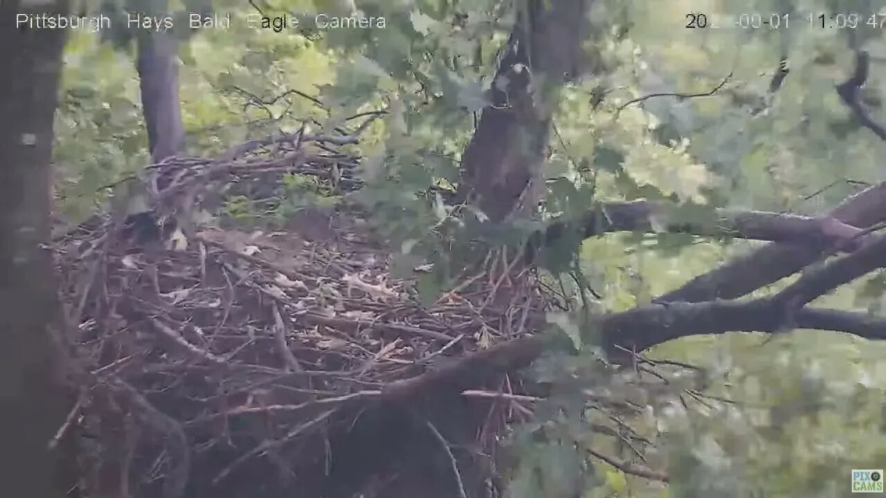 Hays Eagles nest closeup 2021 09 01 11:10AM