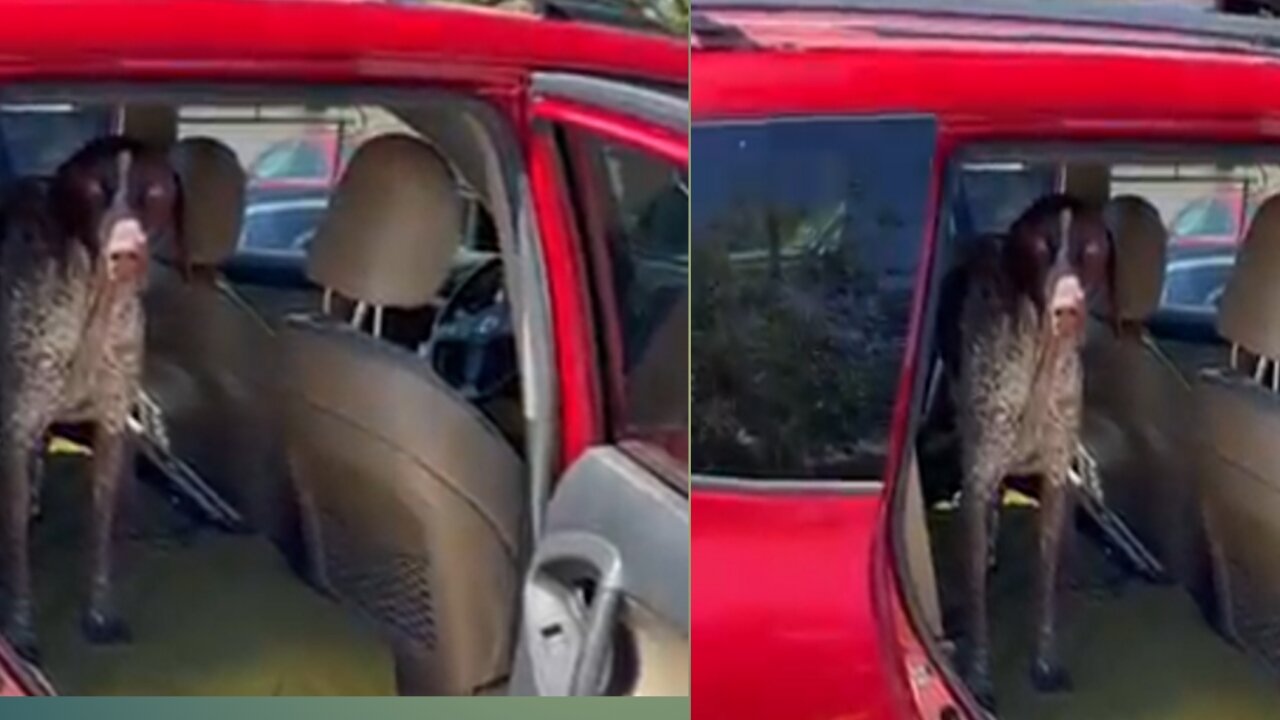 Dog doesn't want DAD to leave him 😂