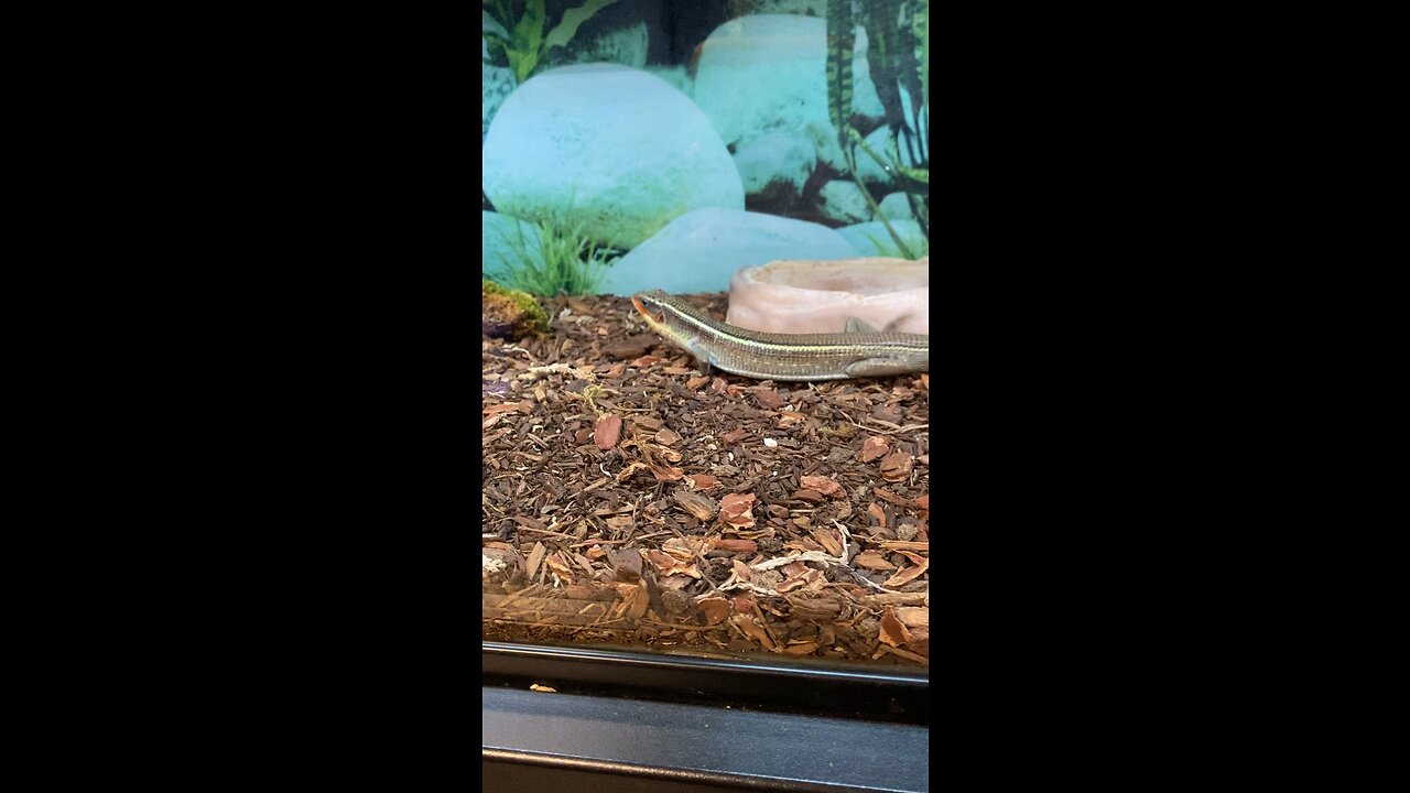 Plated Lizard