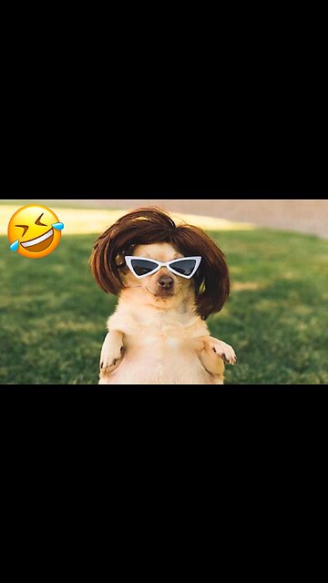 funny animal dog dances