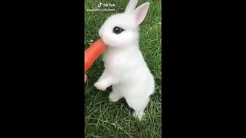 cute Rabbit