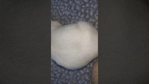 E Litter-Born September 21