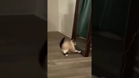 When you see your worst enemy! 💕🤣🤣