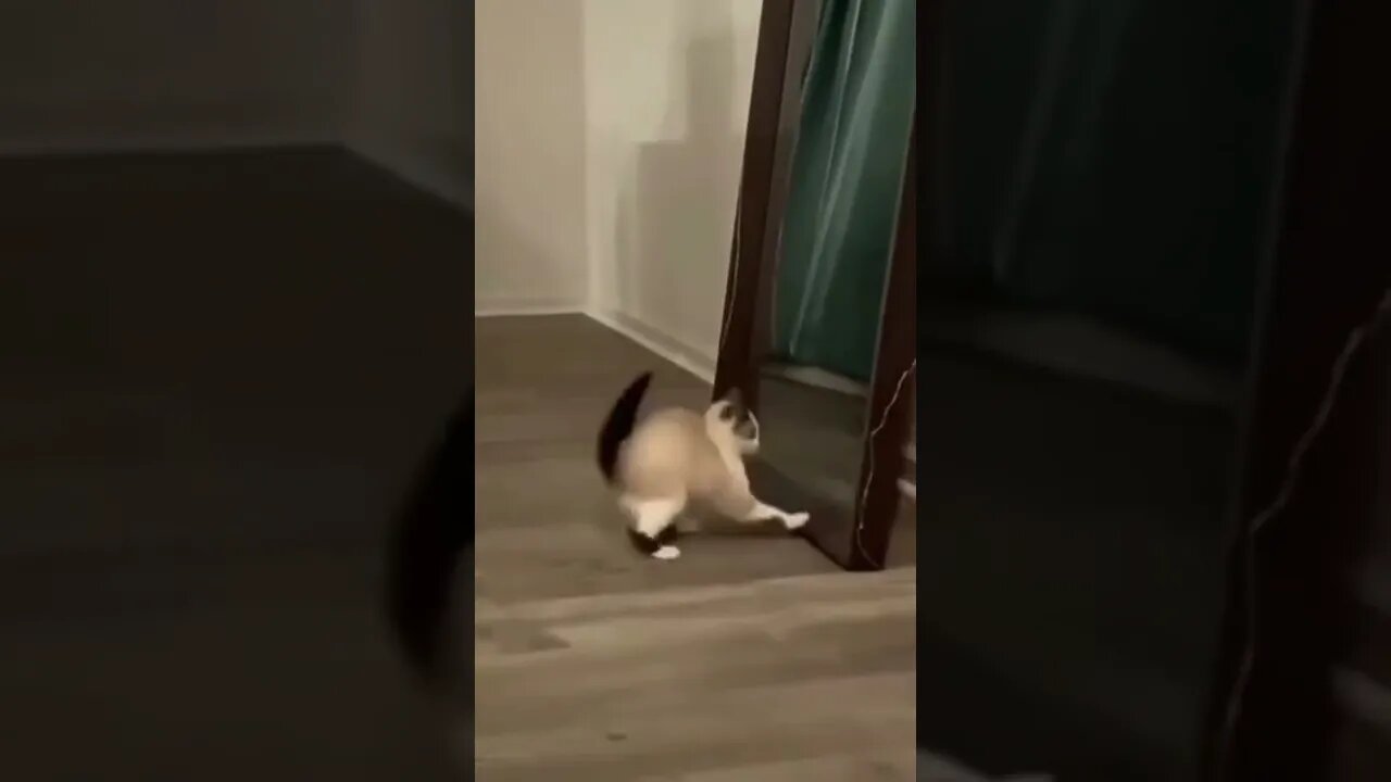 When you see your worst enemy! 💕🤣🤣