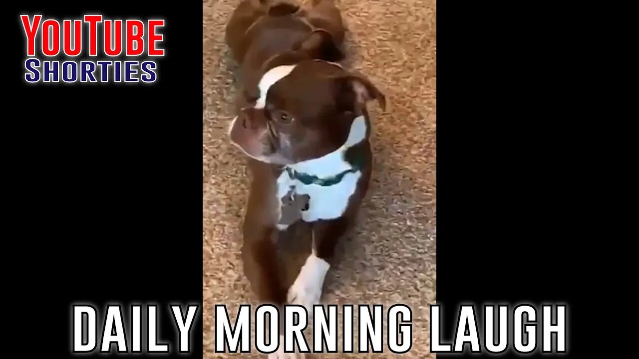 Funny Morning Laugh - 30 Seconds to Start Your Day Right #shorts