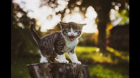 Cute cat