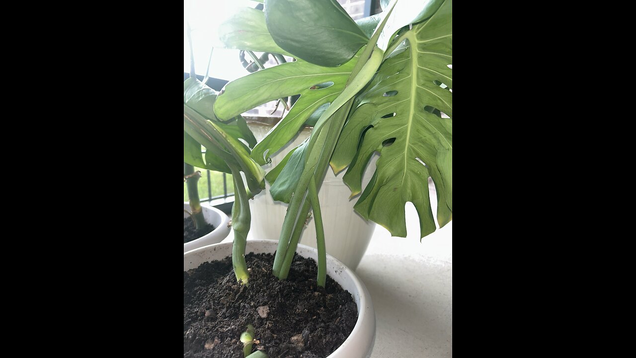 #Monstera Plant