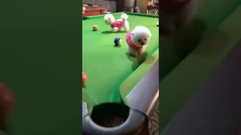 The dog follows the ball into the bucket and falls into it