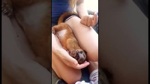 Cute Kinkajou (nocturnal lemur) Eating a Grape