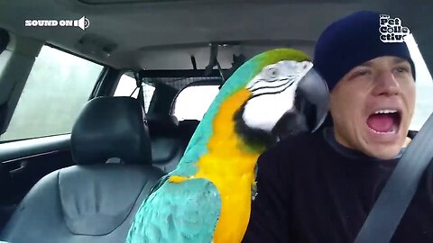 Funniest parrots(cute) COMPLITION