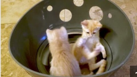 Playful kittens are thrilled with their new toy