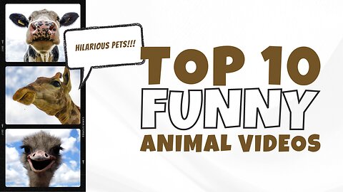 Best Funny Animal Videos of the year (2023), funniest animals ever