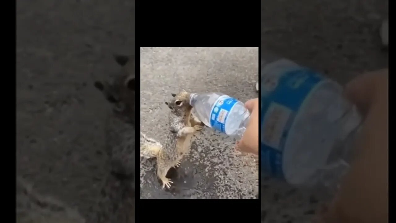 Squirrel asked for help🤒