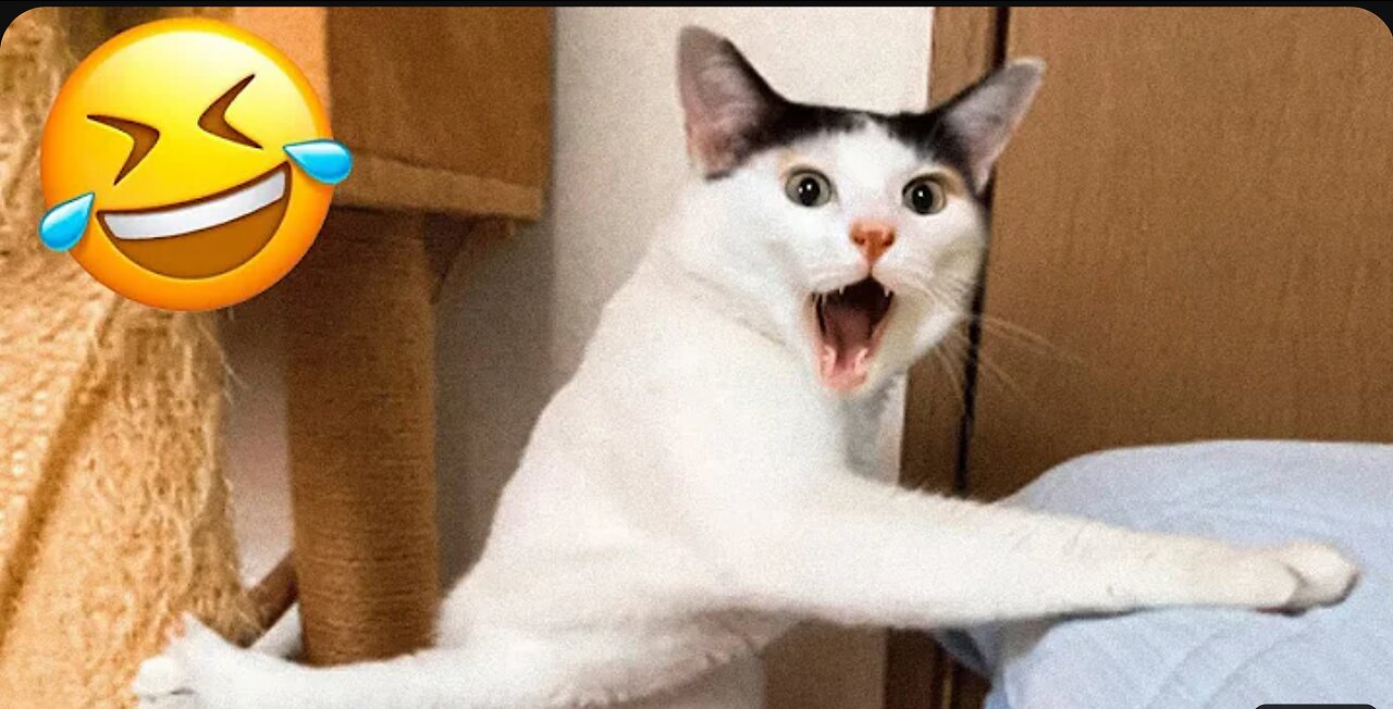 Funniest Animals 2023 😂 Funniest Cats and Dogs 😺 Part 02 - Life Pawty
