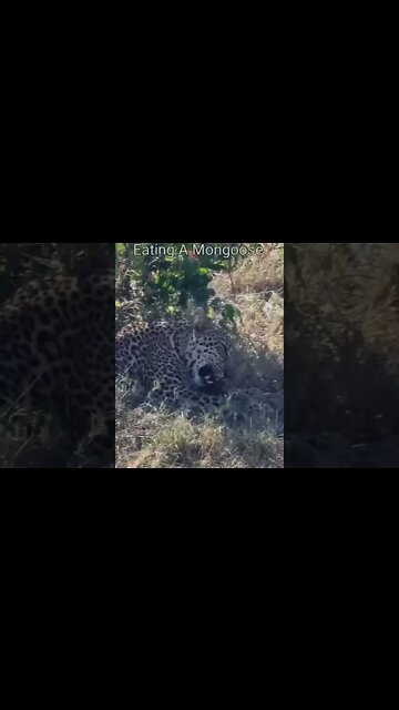 Maasai Mara Sightings Today 13/01/22 (Lions, Cheetah, Elephant, etc) | Zebra Plains | #shorts