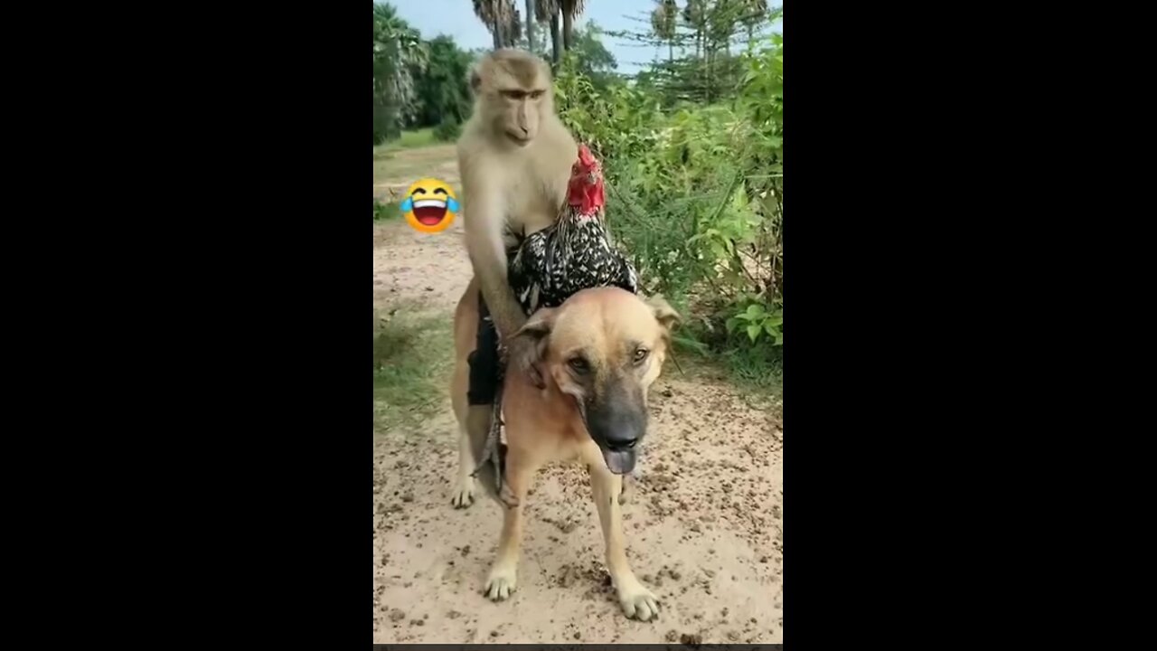 Monkey 🐒 Roster ..dog funny videos. Viral