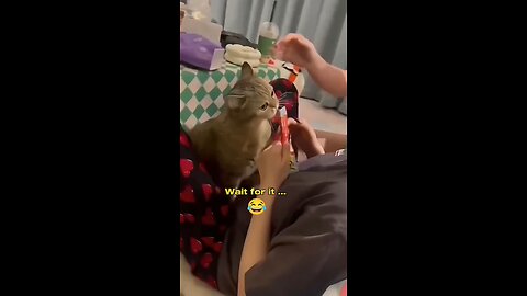 Funny cat 🐈😺 meow