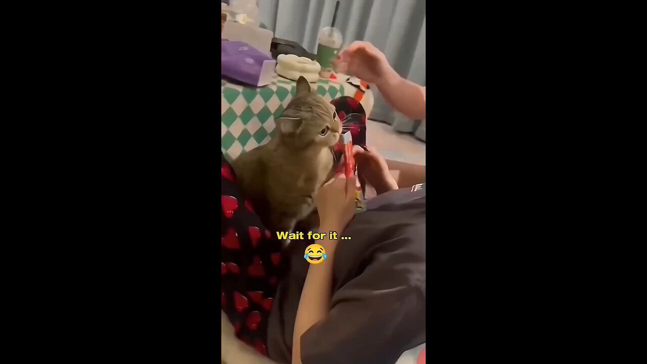 Funny cat 🐈😺 meow