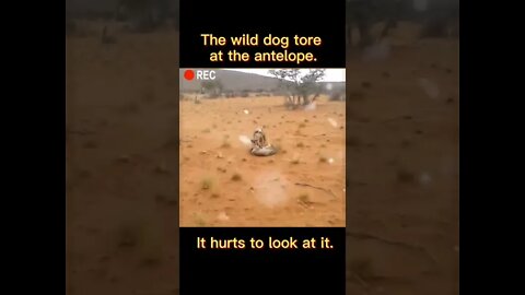 THE WILD DOGS TORE AT THE ANTELOPE...#SHORTS