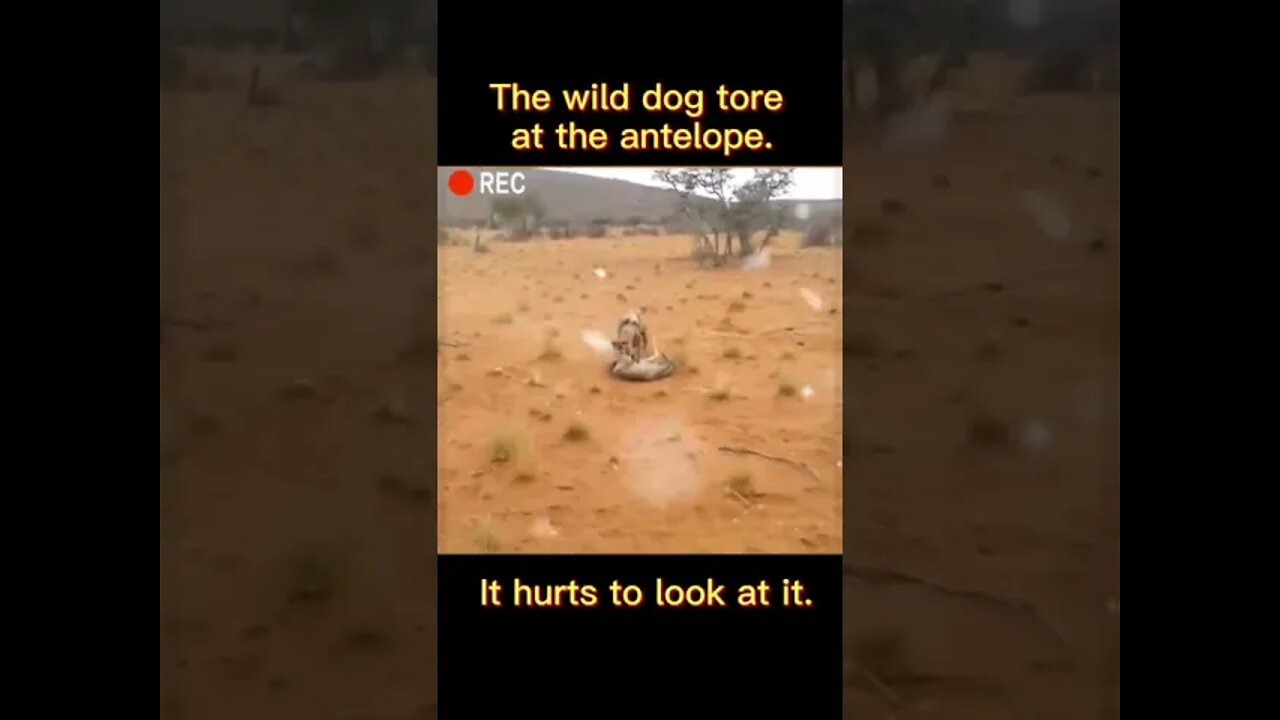 THE WILD DOGS TORE AT THE ANTELOPE...#SHORTS