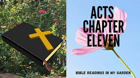 ACTS Chapter 11 | NRSV Bible