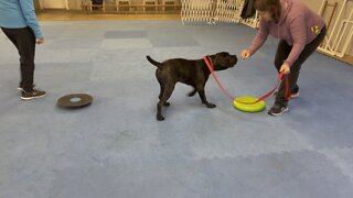 Queen Sophia Kay of the South AKC learning stepping on different objects