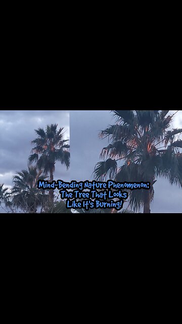 Mind-Bending Nature Phenomenon: The Tree That Looks Like It's Burning!