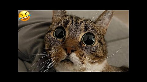Try Not To Laugh Cats A Videos Best Funniest Animals Vide 2024 #7
