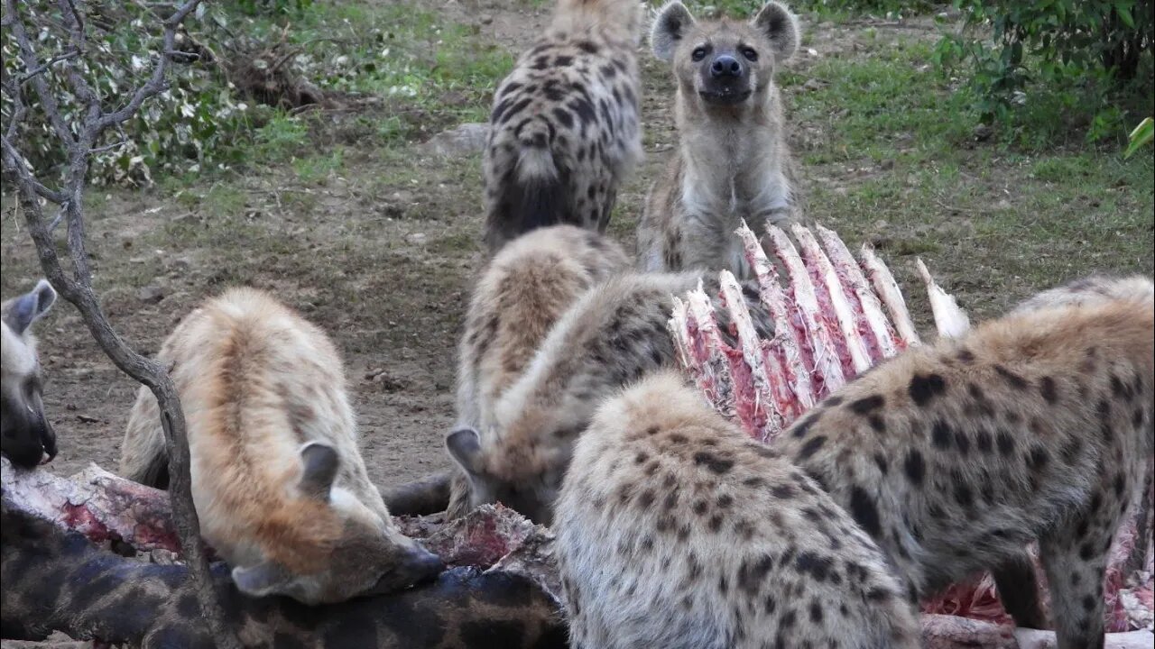 Hyenas Eat A Giraffe | Livestream From Zebra Plains Mara Camp | Zebra Plains