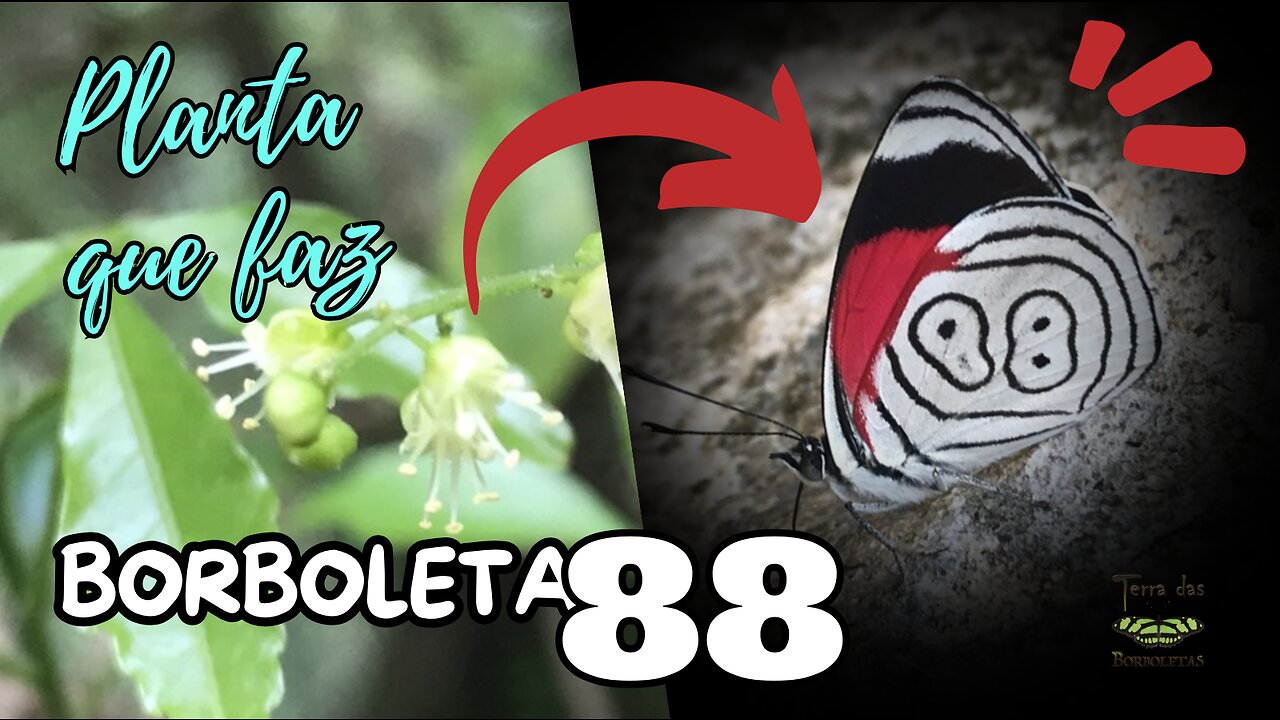 Planta que faz borboleta 88