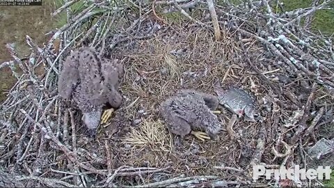 E20 finds out it is not easy to eat the fish. Dad to the rescue 1-27-22