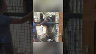 Bear Feeding Time