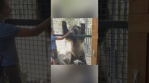 Bear Feeding Time