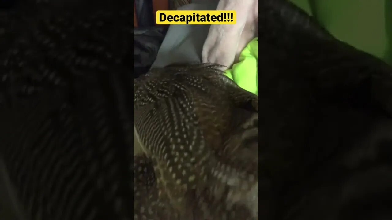 Bird’s head disappears!! 😂