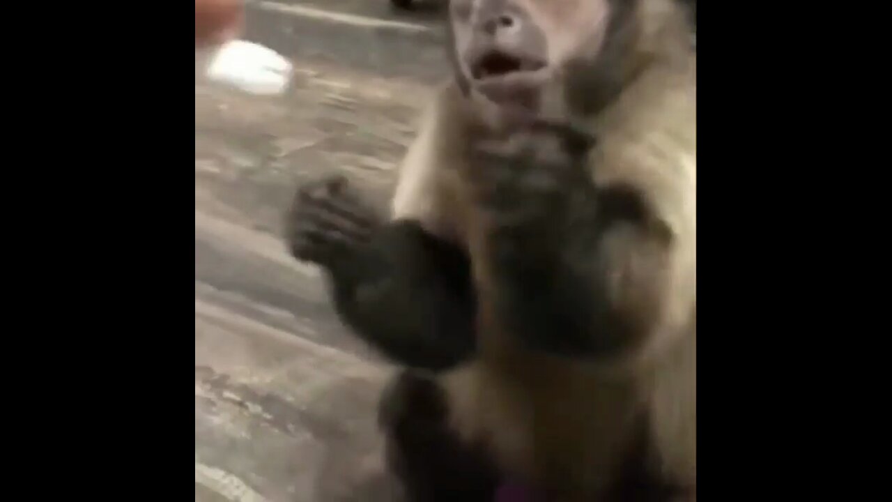 This monkey loves whipped cream