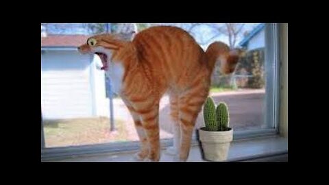 New Funny Dogs & Cats Videos 😅