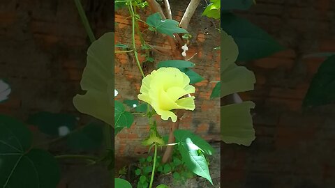 #shortsvideo #viral #natureza #flower #shortvideos #viralshort #vídeo #nature
