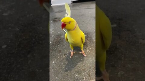 parrot cute