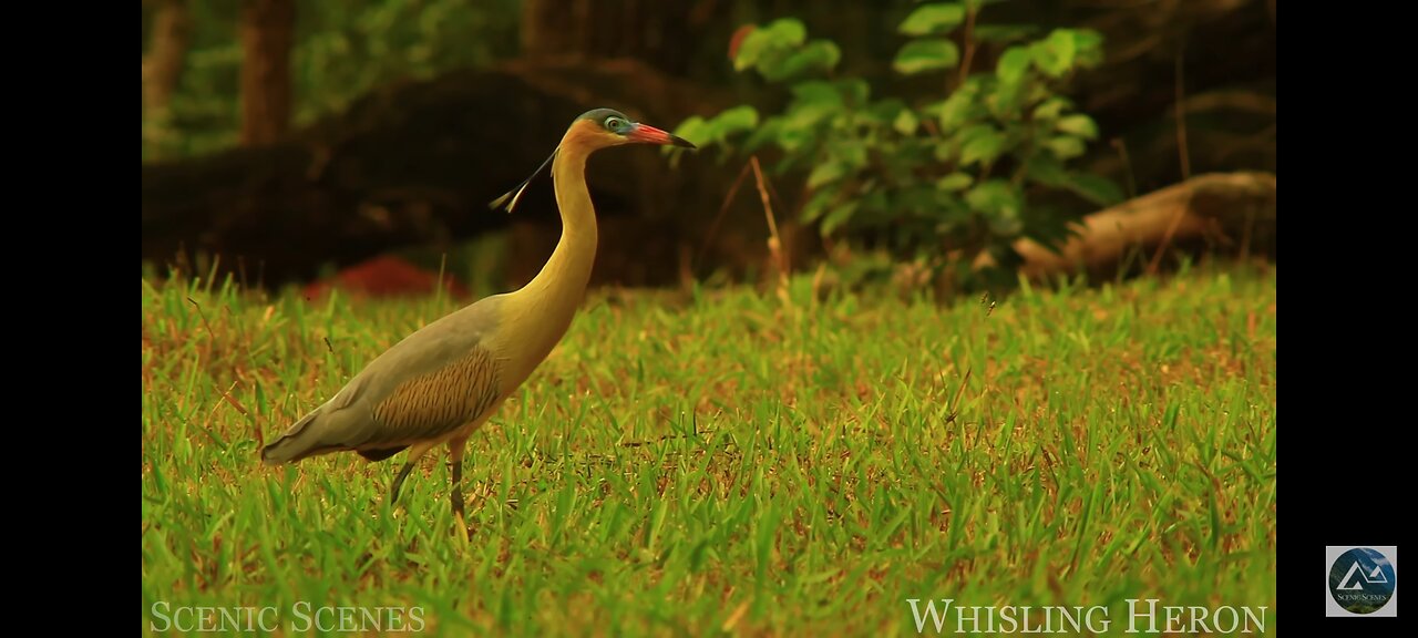 Animals of the Amazon - animals that the jungle call home / Amazon rainforest