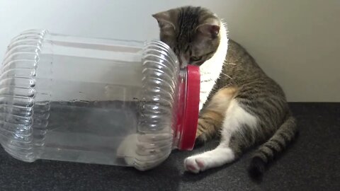 Little White Mouse Rolls to the Cat