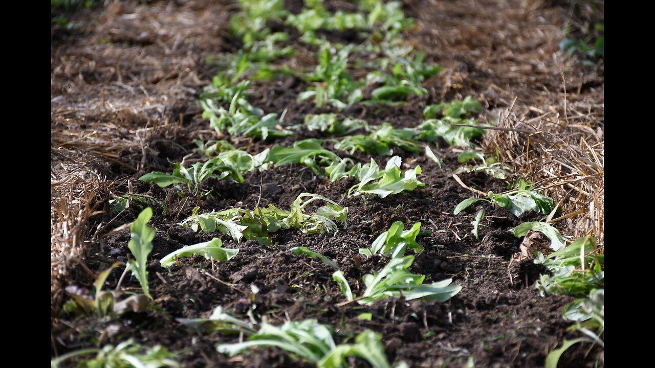 Way Ahead of Schedule | We are Planting Garden 3