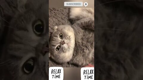 cute cat videos 😹 funny videos 😂😃