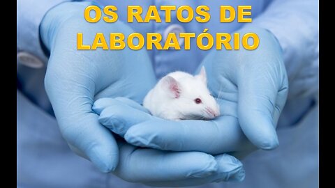 OS RATOS DE LABORATÓRIO